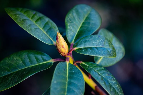 Die Nahaufnahme Der Rhododendron Fauriei Knospe Die Zwischen Den Grünen — Stockfoto