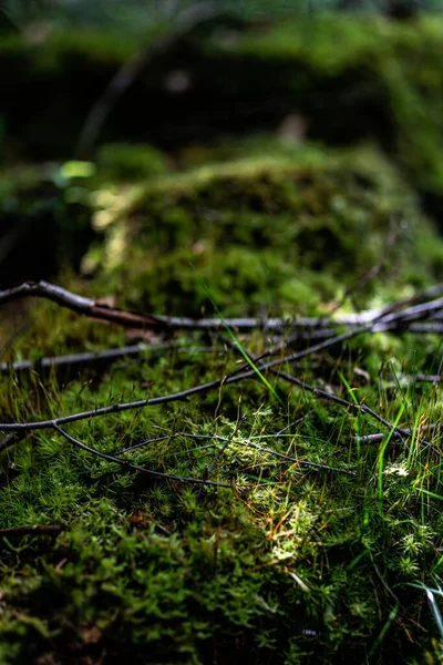 Vertikální Detailní Záběr Zeleného Mechu Mokré Kamenné Rostliny Rostoucí Divokém — Stock fotografie