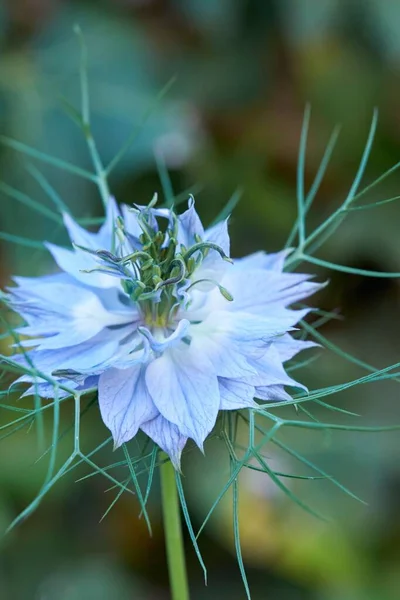 Eine Vertikale Aufnahme Einer Blauen Blume Die Garten Blüht — Stockfoto