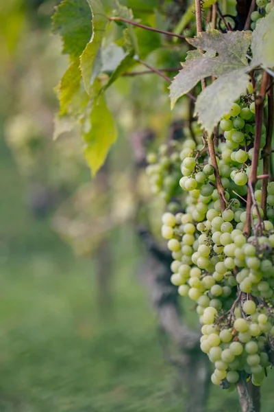 Vertical Shot White Grapes Growing Vineyard Blurry Background — Stock Photo, Image