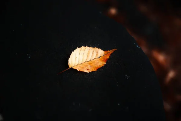 Падший Осенний Лист Черной Поверхности — стоковое фото