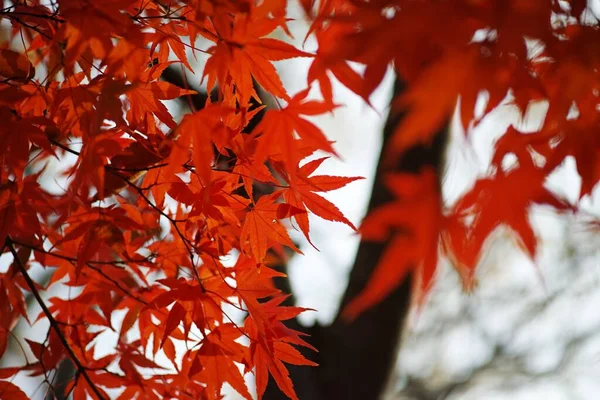秋天树上明亮的橙叶 — 图库照片