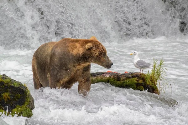 一只棕熊站在海鸥附近流动的水中 — 图库照片