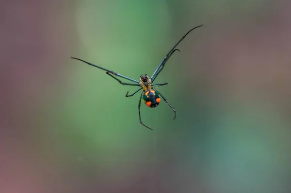 一张蜘蛛网上有明亮橙色斑点的宏观照片 背景模糊不清 — 图库照片