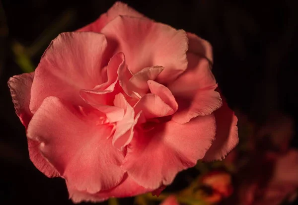 Närbild Rosa Nejlika Blomma Dianthus Caryophyllus — Stockfoto