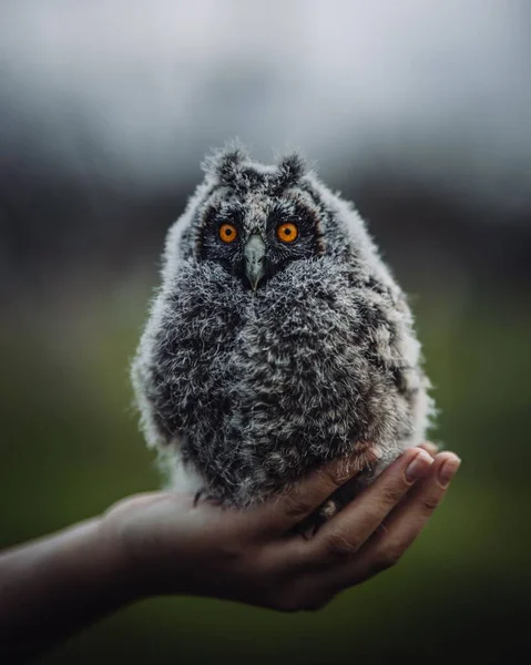 Vertical Shot Person Holding Little Owl Blurry Background — Stock Photo, Image