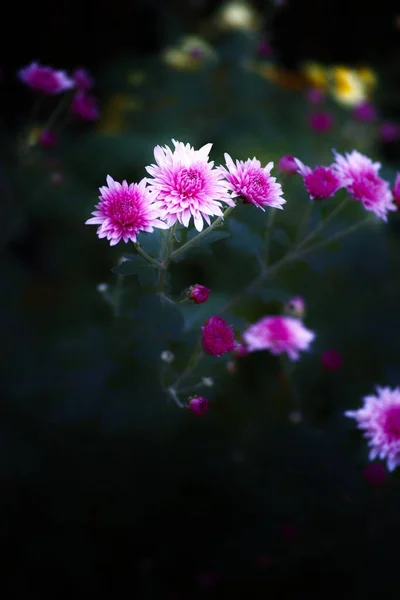 Ένα Κάθετο Πλάνο Από Ανθισμένα Ροζ Λουλούδια — Φωτογραφία Αρχείου