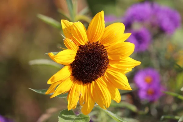 阳光灿烂的日子里 田野里一朵黄色的普通向日葵的特写 — 图库照片