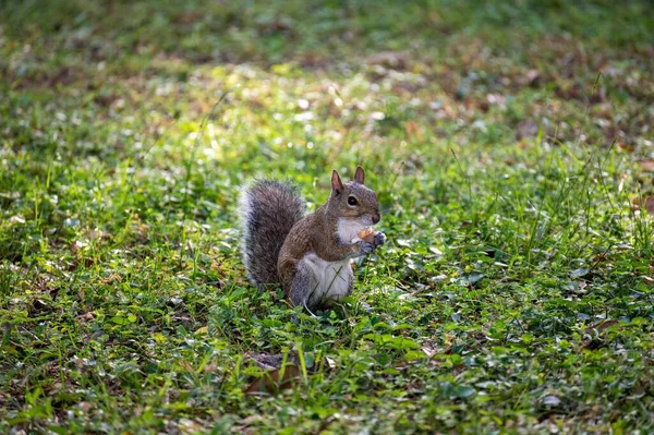 Esquilo Bonito Parque Segurando Comida — Fotografia de Stock
