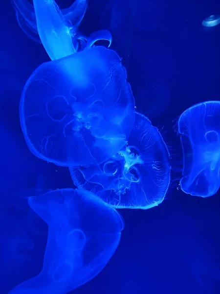 Медузы Аквариуме — стоковое фото