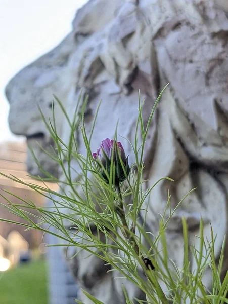 Primer Plano Una Flor Púrpura Sobre Suave Fondo Borroso León — Foto de Stock