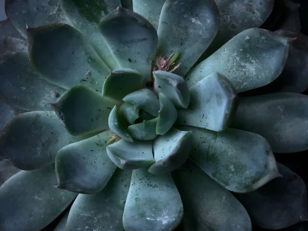 Una Planta Cactus Verde Una Atmósfera Fría —  Fotos de Stock