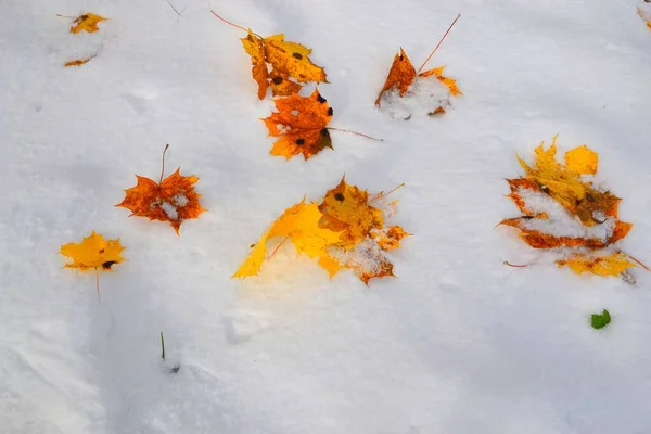 Wczesny Zimowy Krajobraz Śnieg Ziemi Kolorowe Jesienne Liście — Zdjęcie stockowe