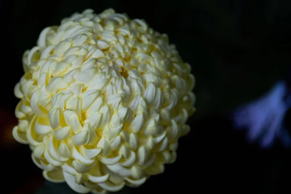 Closeup Blooming White Chrysanthemum Dark Background — Stock Photo, Image