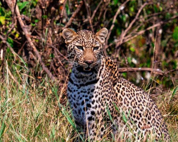 Африканский Леопард Национальном Заповеднике Масаи Мара Кении — стоковое фото