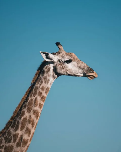 Вертикальный Снимок Пятнистой Головы Жирафа Голубом Небе — стоковое фото