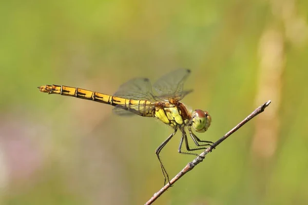Dragonfly Perching Branch Blurred Background — Stock Photo, Image