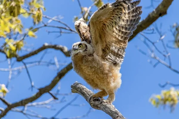 Ağaç Dalına Konmuş Açık Kanatlı Büyük Boynuzlu Bir Baykuş — Stok fotoğraf