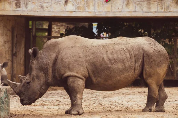 stock image A rhinoceros standing in zoo