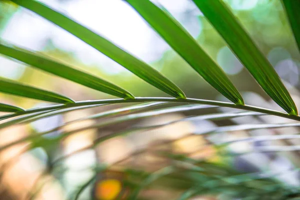 Gros Plan Feuille Palmier Vert — Photo
