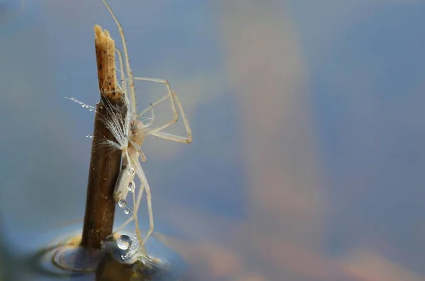 Tahtaya Tüneyen Örümceğin Yakın Çekimi — Stok fotoğraf
