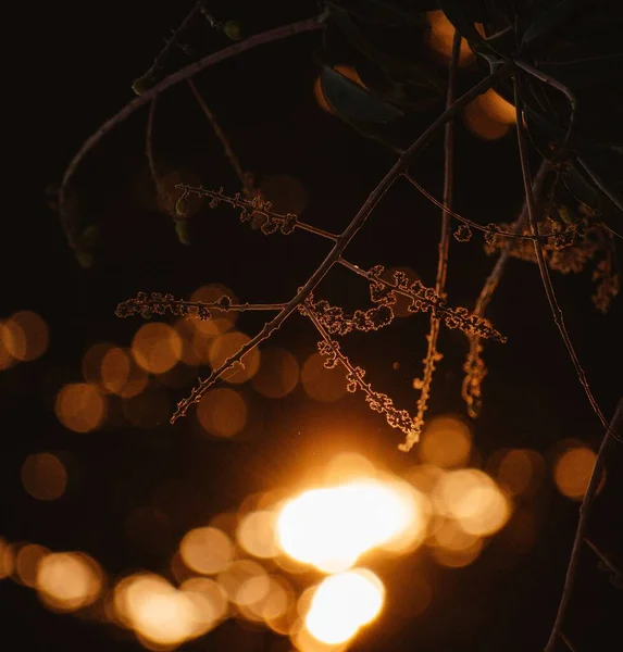 Detailní Záběr Tenké Větve Stromu Noci Rozmazanými Světly Pozadí — Stock fotografie