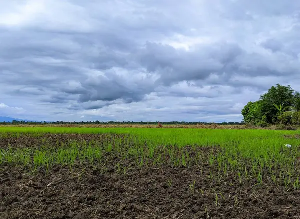 背景には曇り空の田んぼに囲まれた田舎道 — ストック写真