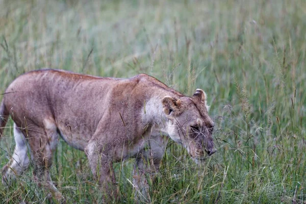 Lindo Cachorro León Caminando Través Campo Hierba Masai Mara Kenia — Foto de Stock