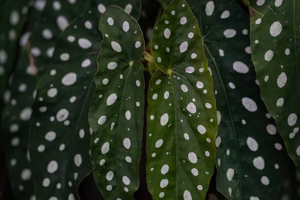 베고니아 식물의 — 스톡 사진