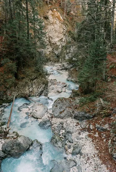 Uma Vista Vertical Córrego Rochoso Que Flui Uma Floresta Com — Fotografia de Stock