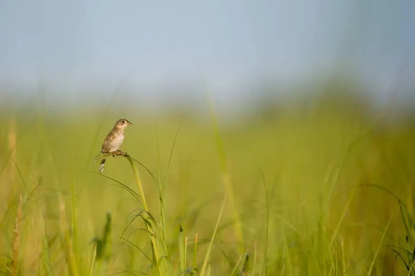 Ein Hensensperling Thront Auf Dem Grünen Gras — Stockfoto