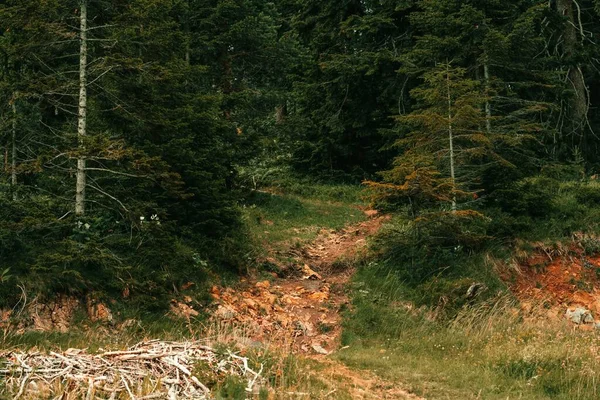 Camino Desigual Entre Pinos Bosque —  Fotos de Stock