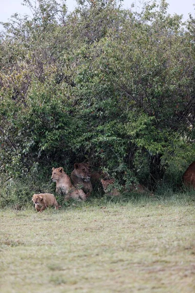 Disparo Vertical Del Orgullo Topi Relajándose Arbustos Verdes Masai Mara — Foto de Stock