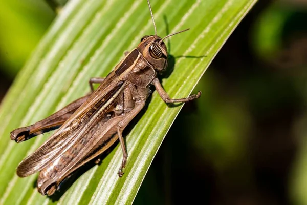 Closeup Grasshopper Green Leaf — Stock Photo, Image