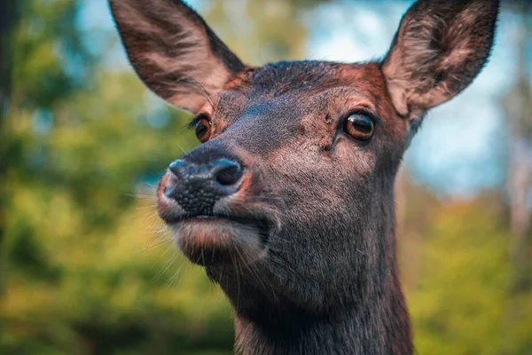 背景がぼやけているヨーロッパの流行鹿のクローズアップポートレート — ストック写真