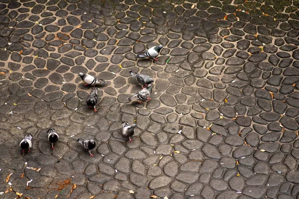 一群鸽子在地上吃着碎屑 — 图库照片