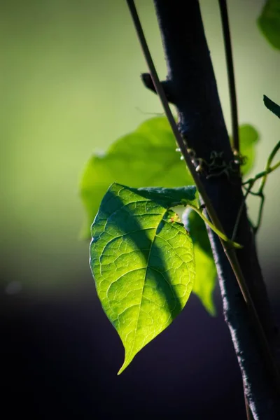 Primer Plano Una Hoja Verde Brillante Árbol Bajo Sombra Del — Foto de Stock
