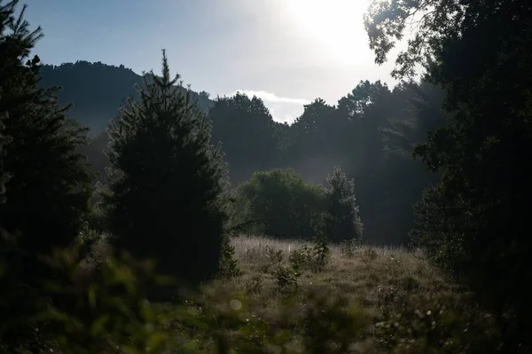 Krajina Krásného Lesa Jasného Slunečného Dne — Stock fotografie