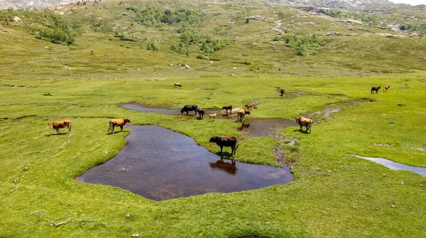 Μια Όμορφη Θέα Των Αγελάδων Στο Πεδίο Πόσιμο Νερό Από — Φωτογραφία Αρχείου