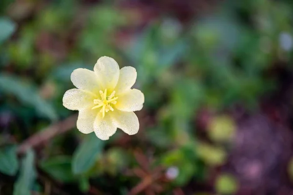 Μια Επιλεκτική Εστίαση Πάνω Όψη Του Λουλουδιού Lewisia Ενός Όμορφου — Φωτογραφία Αρχείου
