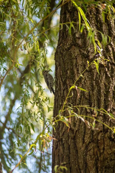 Dalları Olan Bir Ağaç Gövdesine Yakın Çekim — Stok fotoğraf