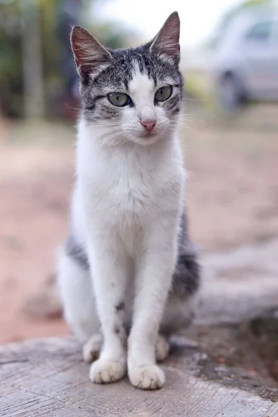 一只灰色和白色的猫摆姿势拍照的垂直肖像 — 图库照片