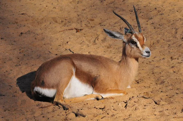 Closeup Antelope Laying Sand — Stock Photo, Image