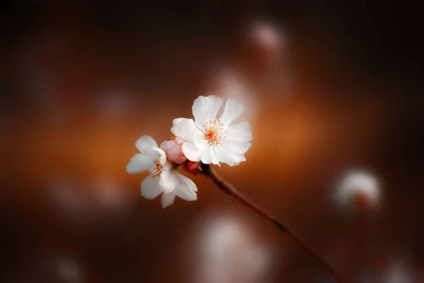 Egy Közeli Felvétel Fehér Cseresznyevirágokról Elszigetelve Egy Sötét Háttérben — Stock Fotó