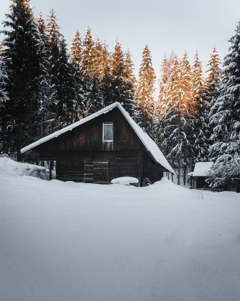 Vertikální Záběr Dřevěný Dům Obklopený Jedlemi Pokrytými Sněhem Zimním Dni — Stock fotografie