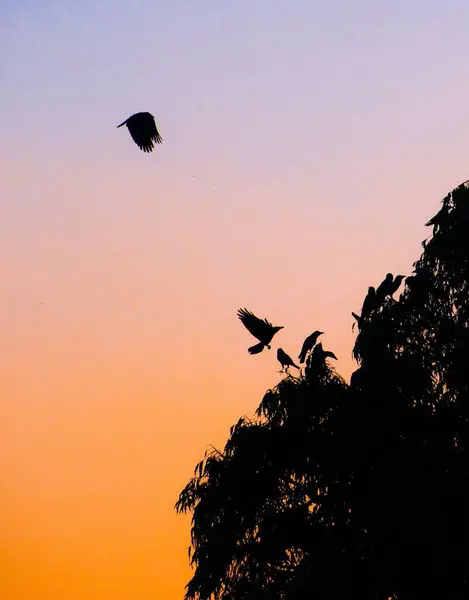 Vertikal Bild Silhuetter Fåglar Himlen Vid Solnedgången — Stockfoto