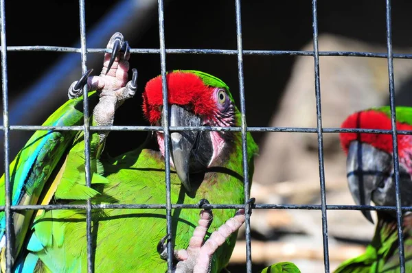 Zbliżenie Pięknej Wojskowej Macaw Patrzącej Kamerę Klatki — Zdjęcie stockowe