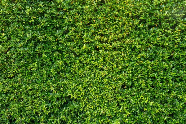 Eine Perfekt Gestutzte Immergrüne Heckenpflanze Als Hintergrund — Stockfoto