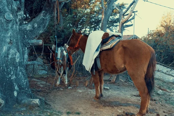 木の近くの鞍型馬 — ストック写真