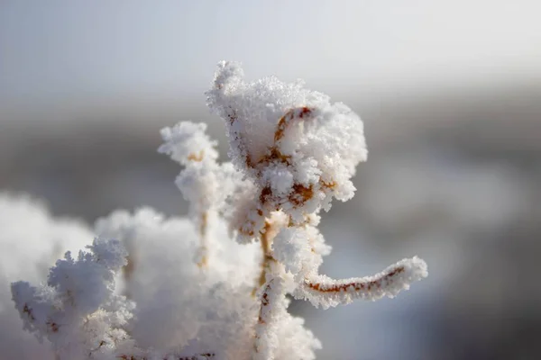 冬の野外での雪に覆われた茶色い草の閉鎖 — ストック写真